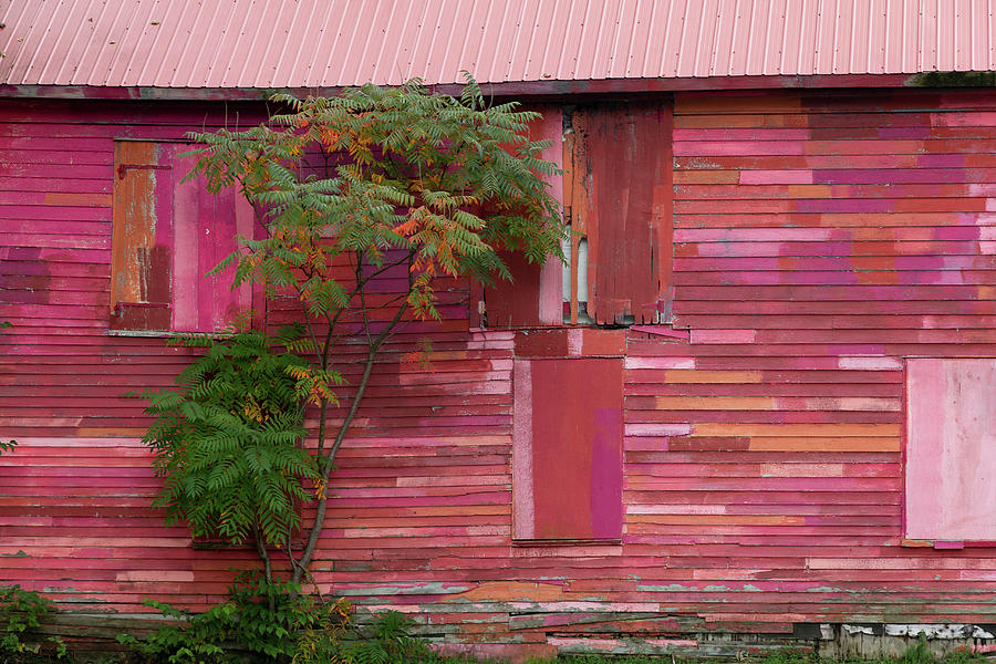 Pink Barn  Photograph by Denise Kopko