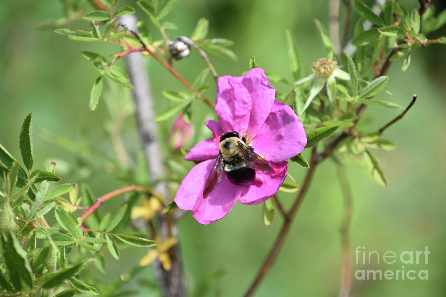 Insects Photograph - Pink Beach Rose with a Bee Pollinating It by DejaVu Designs