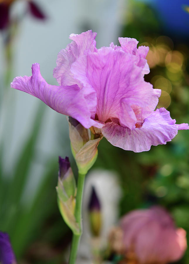 Pink Bearded Iris Photograph by Cynthia Westbrook