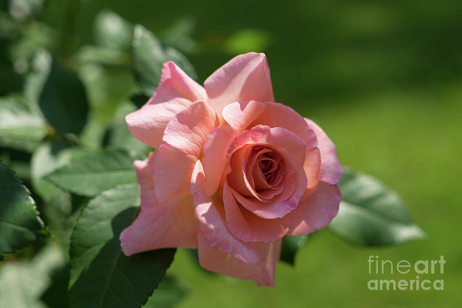 Pink beauty in the summer garden Photograph by Adriana Mueller
