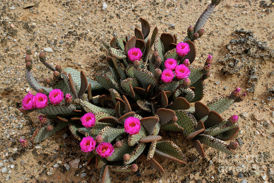 Pink Beavertail Cactus Flowers Photograph by Denise Bruchman