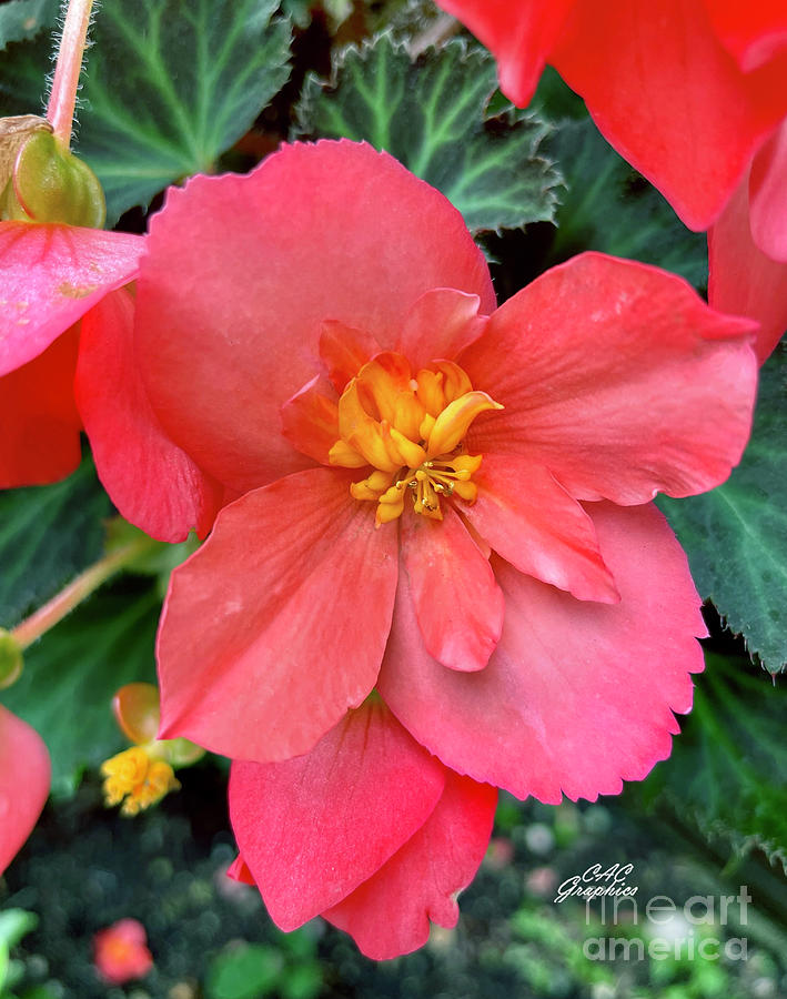 Pink Begonia Photograph by CAC Graphics
