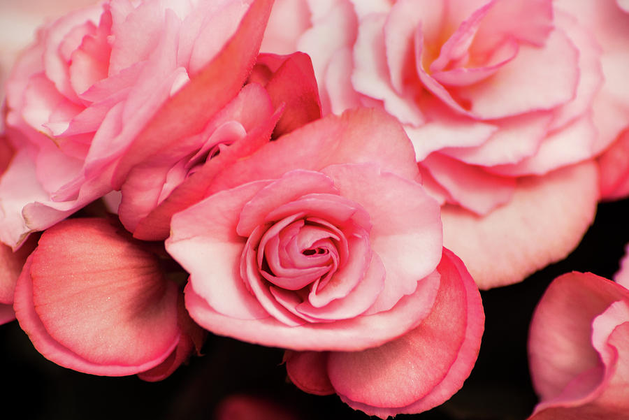 Pink Begonia Photograph by Don Johnson