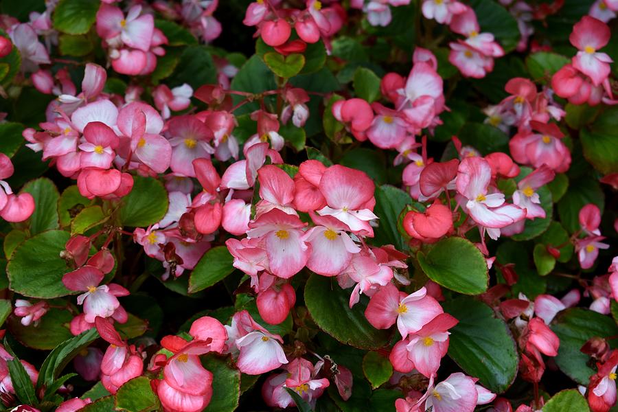 Pink Begonia Photograph by Marta Kazmierska