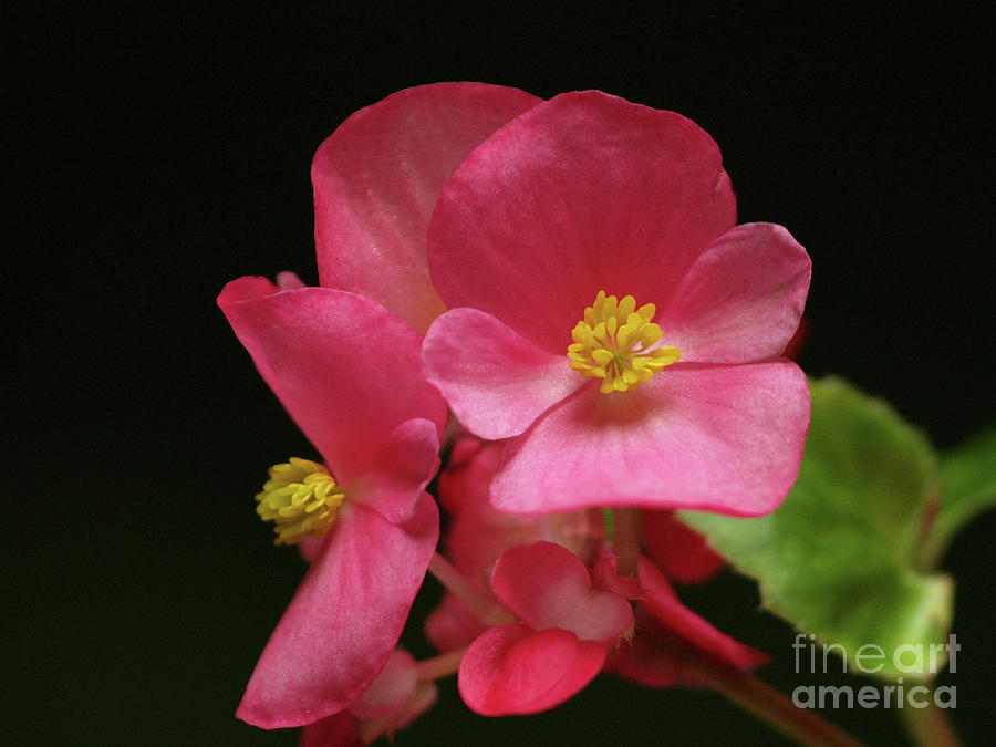 Pink Begonias In The Shadows Of My Garden Photograph by Dorothy Lee