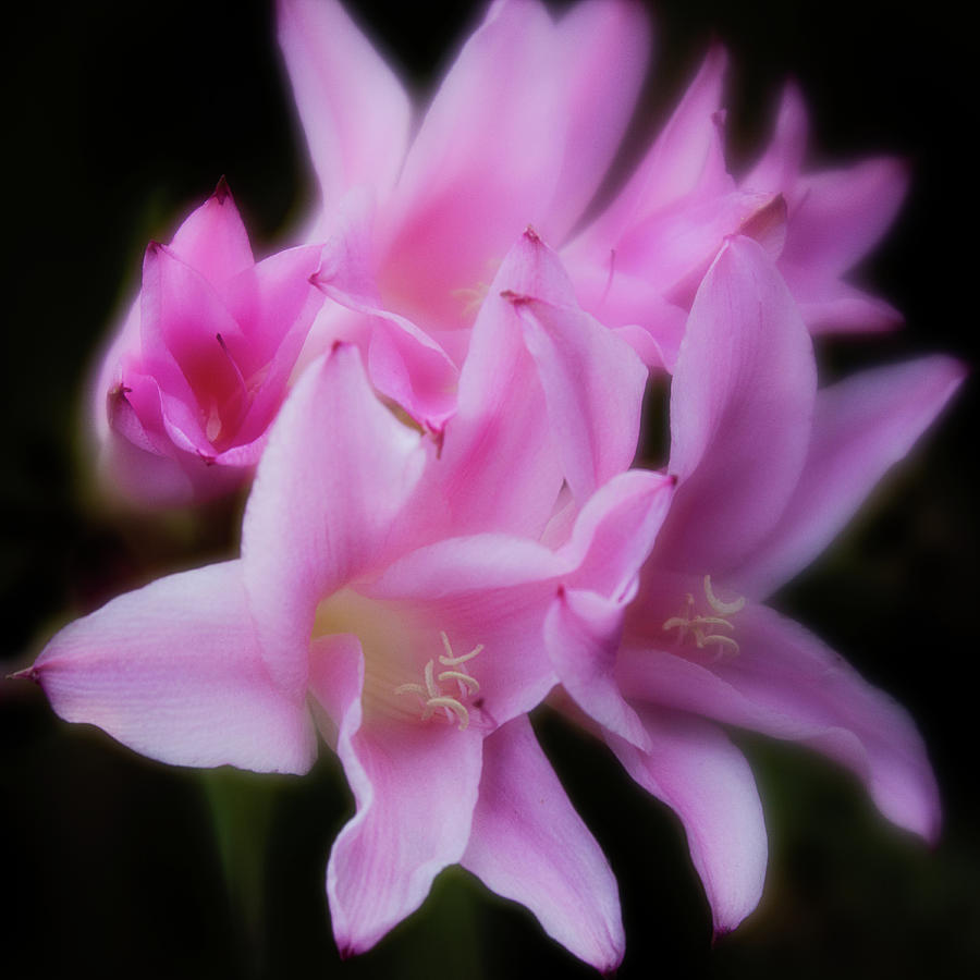 Pink Belladonna Lilies Photograph by Teresa Wilson