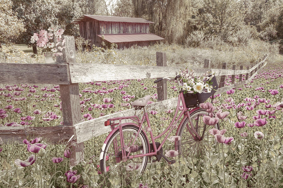 Pink Bicycle in the Farmhouse Poppies Photograph by Debra and Dave Vanderlaan