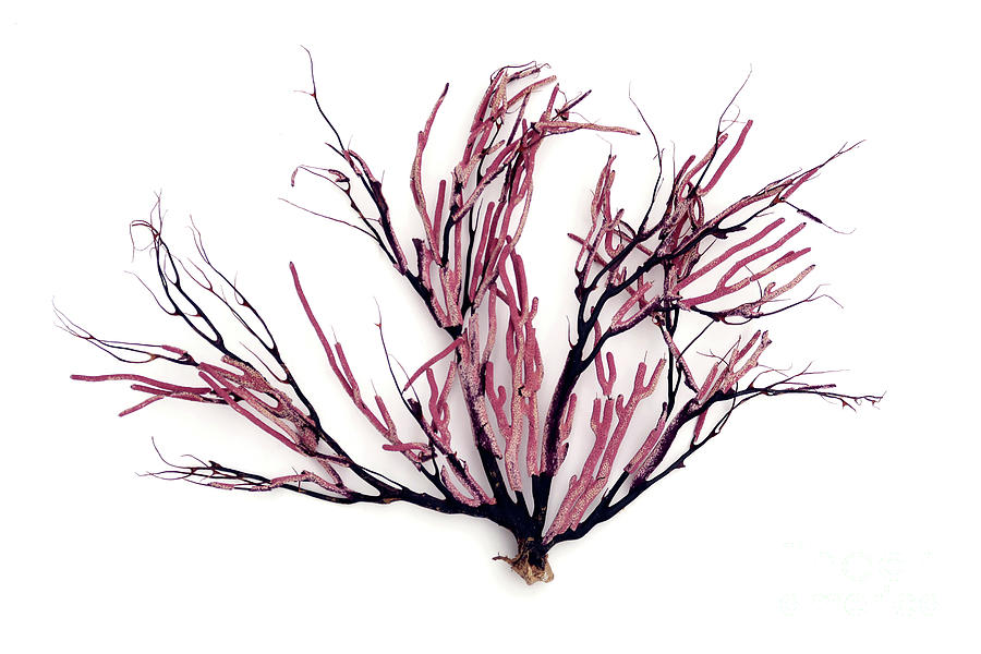 Pink Black Coral Photograph by Brooke Trace