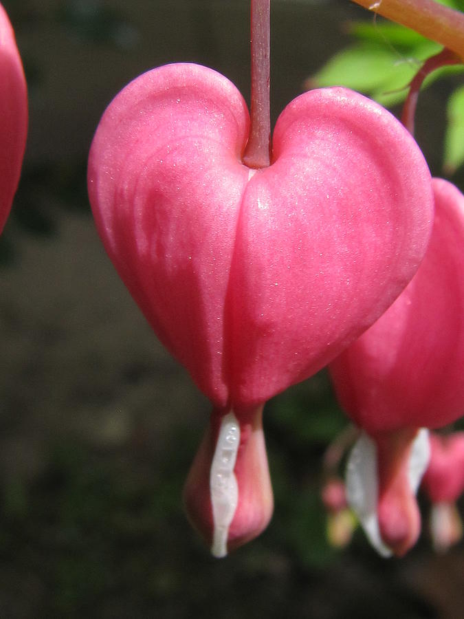 Pink Bleeding Heart Flower Photograph By Jonelle Ohrn Fine Art America