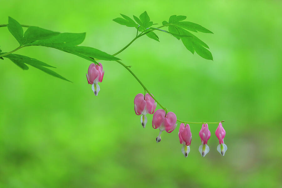 Pink Bleeding Hearts in Floral Bloom Photograph by Juergen Roth