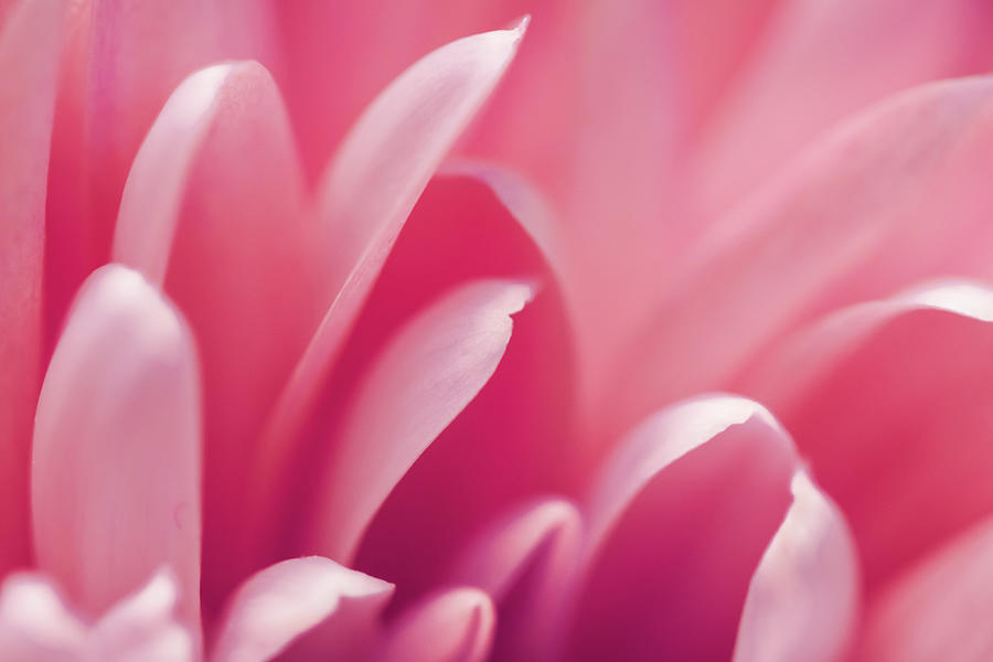 Pink Bloom II by Anne Leven Pink Bloom II by Anne Leven