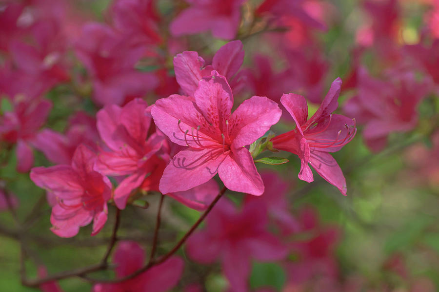 Pink Bloom Of Azalea Japonica Photograph