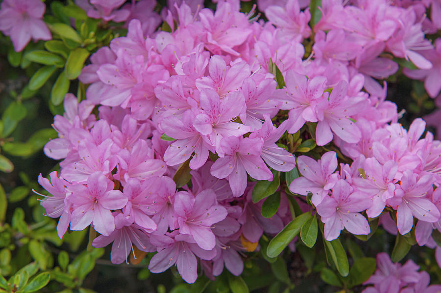 Pink Bloom of Rhododendron Helena Photograph by Jenny Rainbow