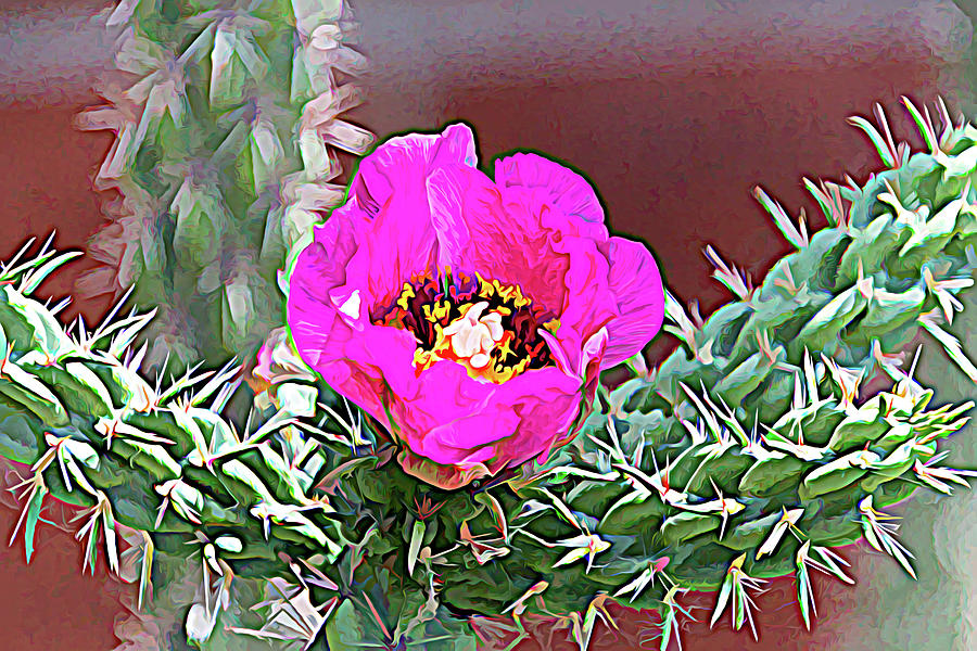 Pink Blooming Cholla Cactus Photograph by Debra Martz