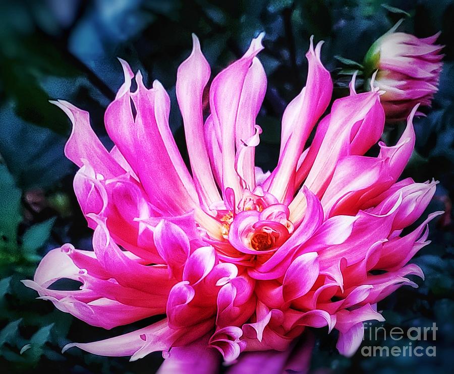 Green Background Photograph - Pink Dehlia Blooming flower by Marie-Elaina Reichle HCA CPhT