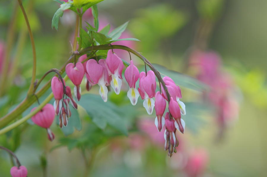 Pink Blooms Of Dicentra 1 Photograph