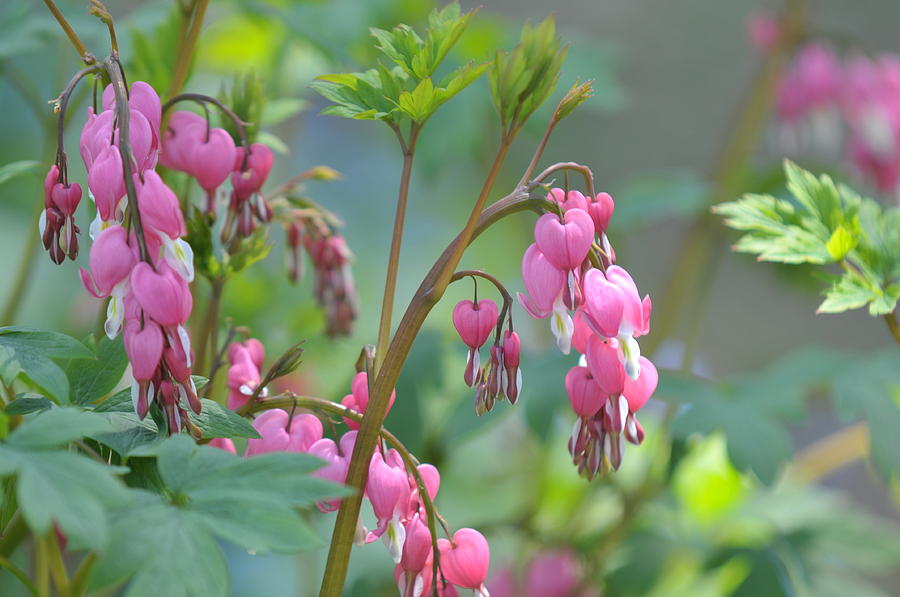 Pink Blooms Of Dicentra 2 Photograph