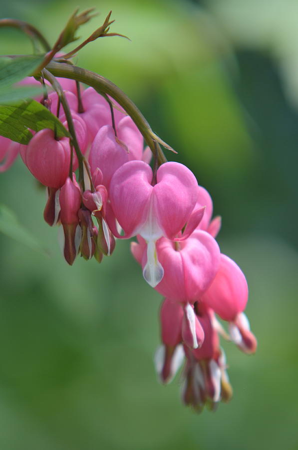Pink Blooms of Dicentra 3 Photograph by Jenny Rainbow