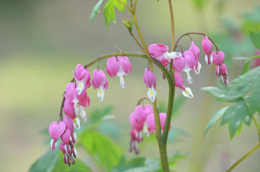 Pink Blooms Of Dicentra Photograph