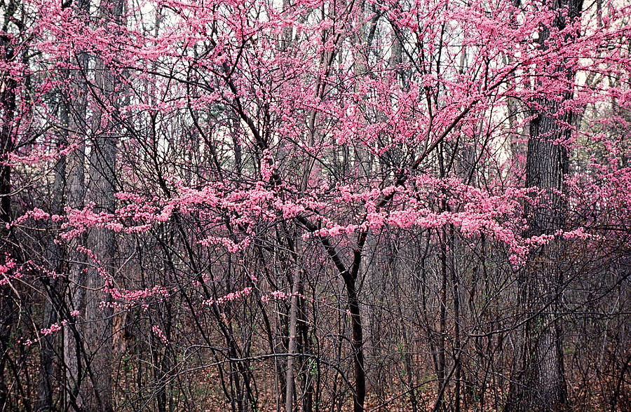 Pink blooms on trees, winter Photograph by Joanna McCarthy