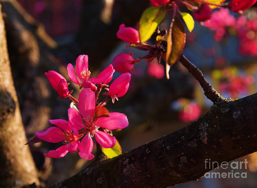Pink Blossom Buds on a Crab Apple Tree 03 Photograph by Amalia Suruceanu