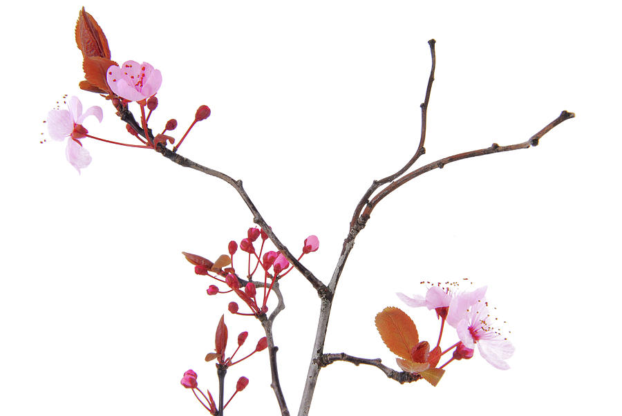 Pink blossom cherry flower tree Photograph by Severija Kirilovaite