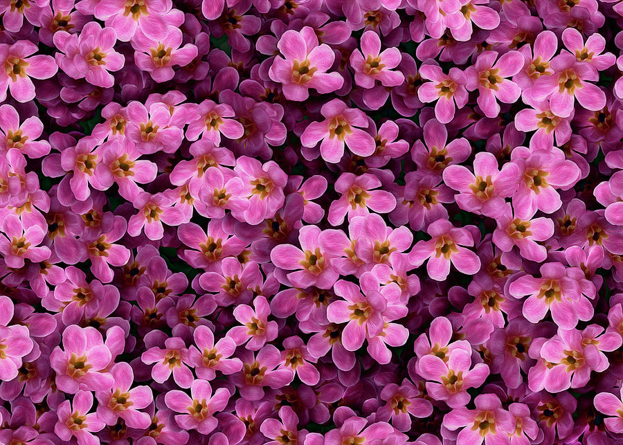 Pink blossom flurry Photograph by Vanessa Thomas