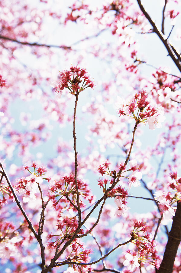 Pink Blossom on a Tree, Tokyo, Japan Photograph by Digital Vision.