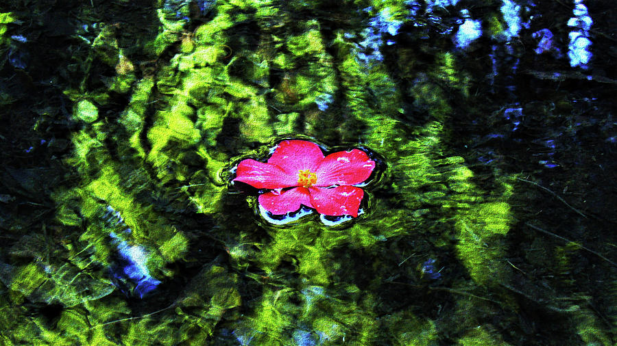 Pink Blossom Peacefully Floating in a Pond Mixed Media by Kathrin Poersch