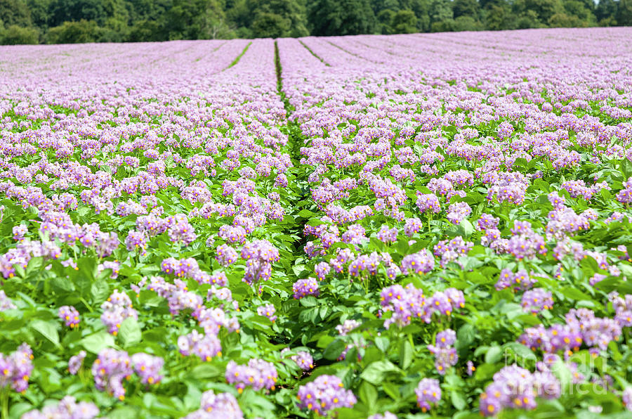 Flower Photograph - Pink blossom potato plants by Ian Murray