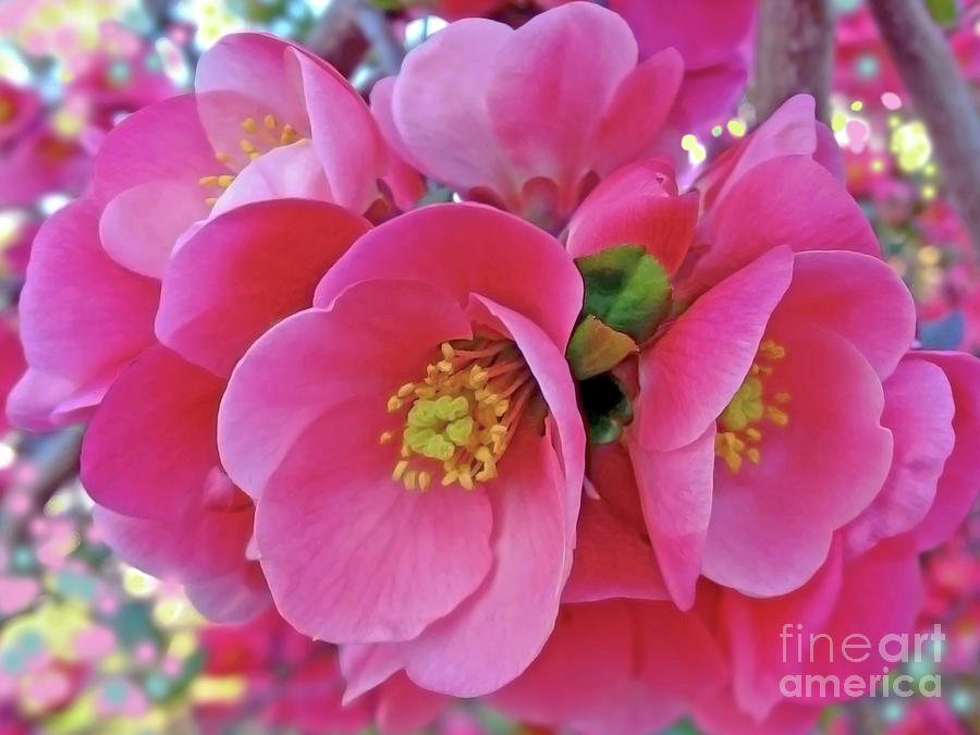 Pink Blossomed Branch Digital Art by Jasna Dragun