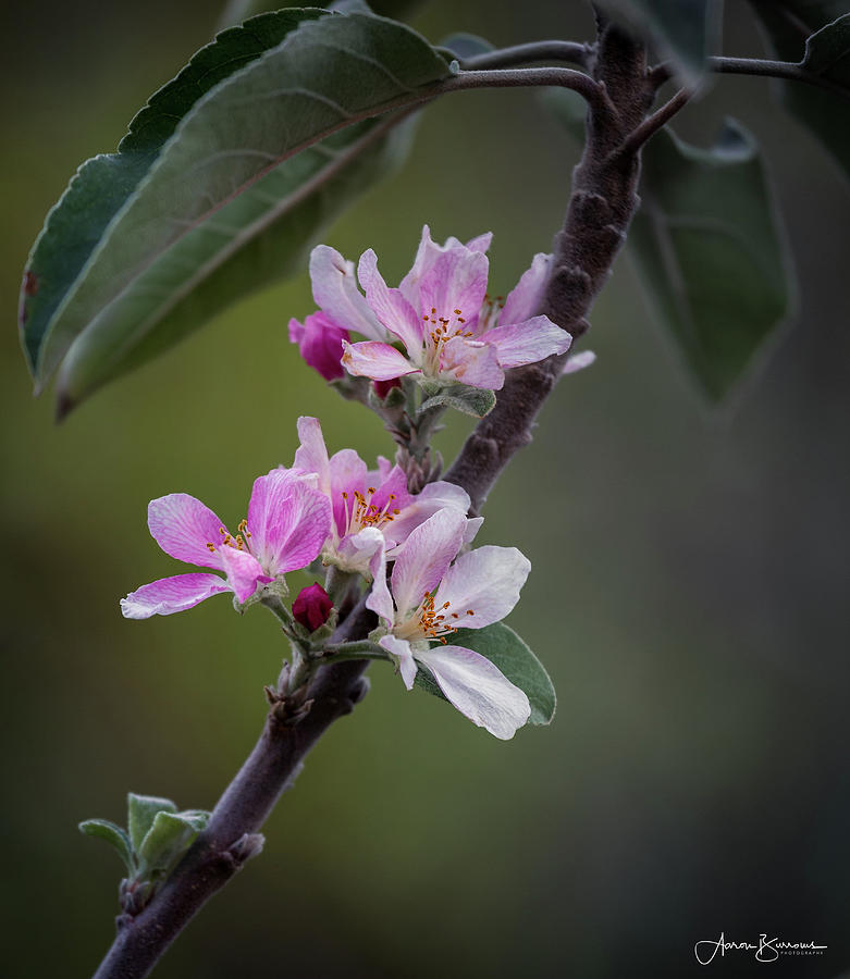 Pink Blossoms Photograph by Aaron Burrows - Fine Art America