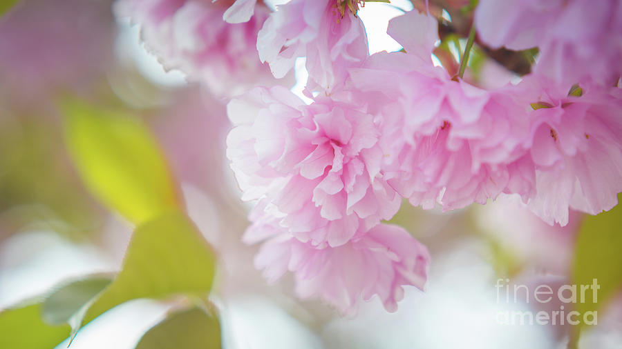 Pink blossoms Photograph by Agnes Caruso