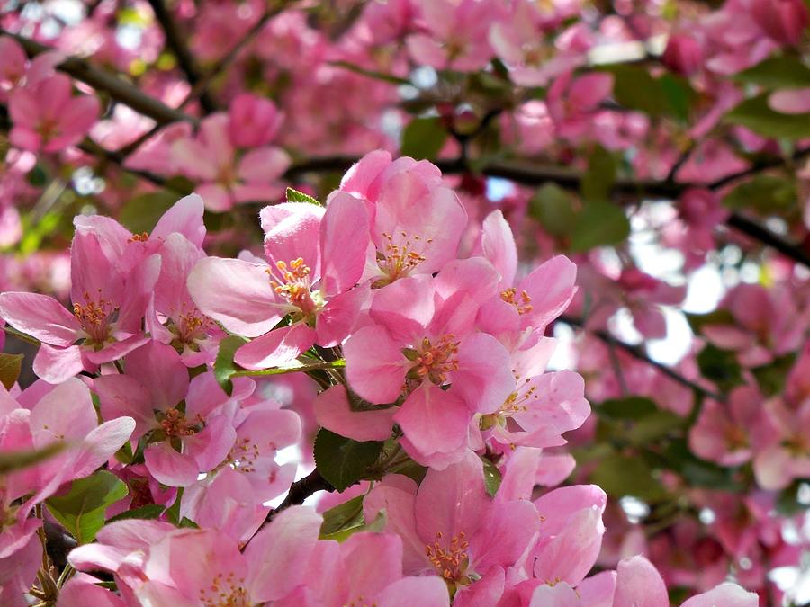 Pink Blossoms Photograph by Amanda R Wright