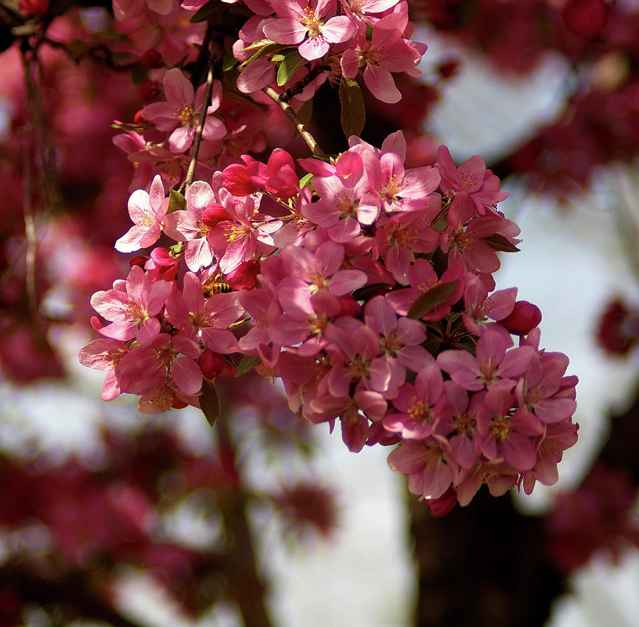 Pink Blossoms And A Bee Photograph