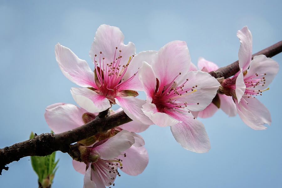 Pink Blossoms in Spring Photograph by Lynn Bauer