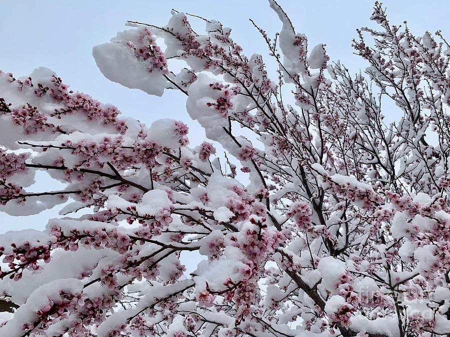 Pink Blossoms in the Snow March 3 2020 Photograph by Phyllis Kaltenbach