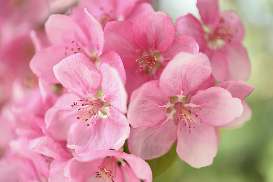 Pink Blossoms  Photograph by Leanna Kotter