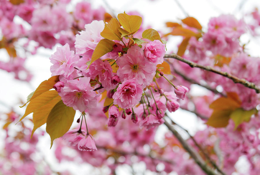 Pink Blossoms Photograph by Maria Meester