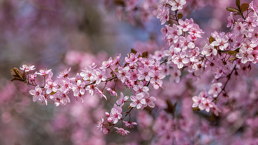 Pink Blossoms Photograph by Mark Mille