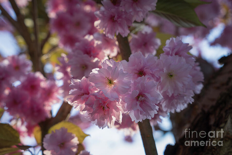 Pink Blossoms Of An Ornamental Cherry Against The Light Photograph