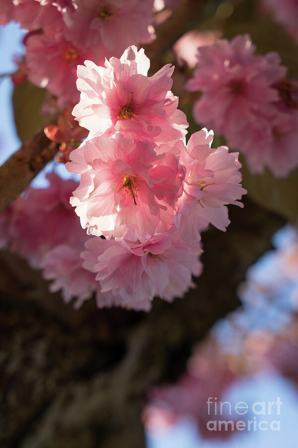 Pink blossoms of an ornamental cherry in spring 2 Photograph by Adriana Mueller