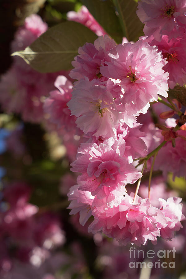 Pink blossoms of an ornamental cherry in spring 3 Photograph by Adriana Mueller