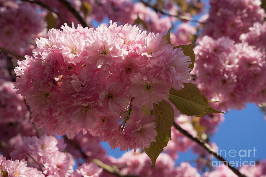 Pink blossoms of ornamental cherry and sunlight 1 Photograph by Adriana Mueller