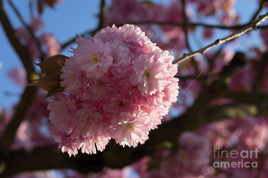 Pink blossoms of ornamental cherry and sunlight 2 Photograph by Adriana Mueller