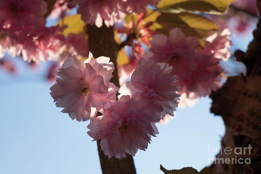 Pink blossoms of ornamental cherry and sunlight 3 Photograph by Adriana Mueller