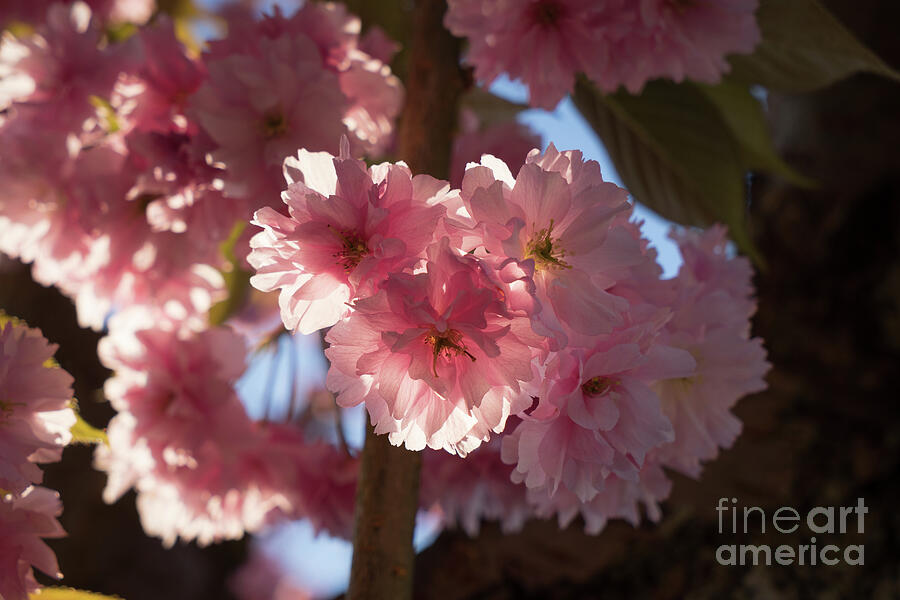 Pink blossoms of ornamental cherry and sunlight 4 Photograph by Adriana Mueller