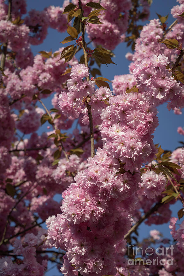 Pink Blossoms Of The Ornamental Cherry Photograph
