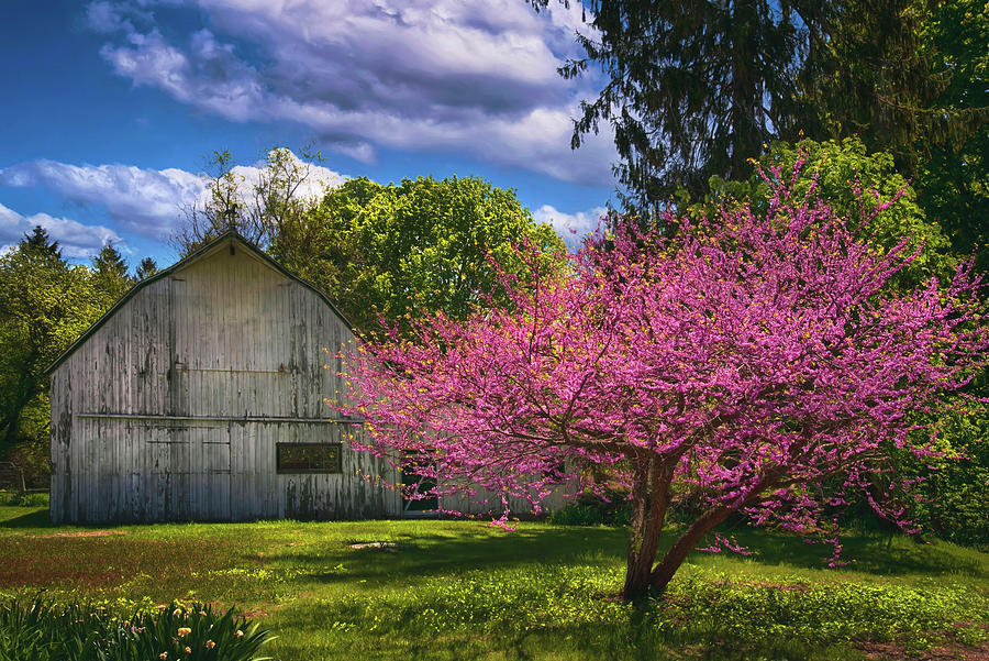 Pink Blossoms On The Farm Photograph