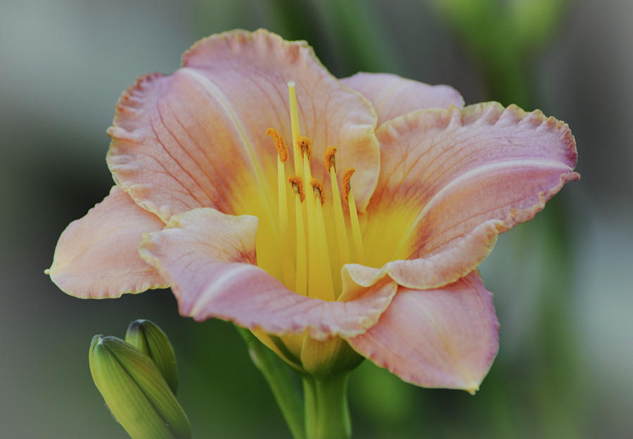 Pink Blush Day Lily Flower Close Up Photograph by Gaby Ethington